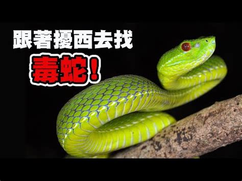 文昌位富貴竹 台灣最毒的蛇排名
